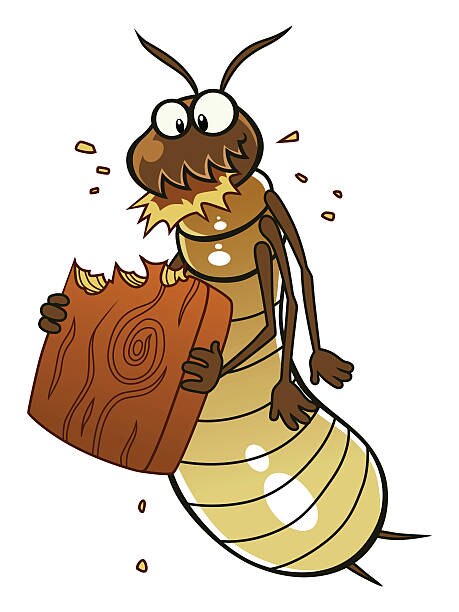 Termite Management Services